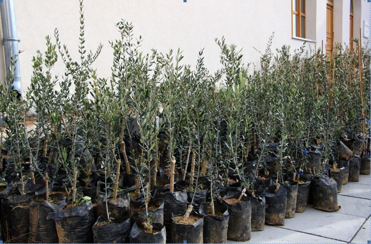 Započela dodjela sadnica maslina  